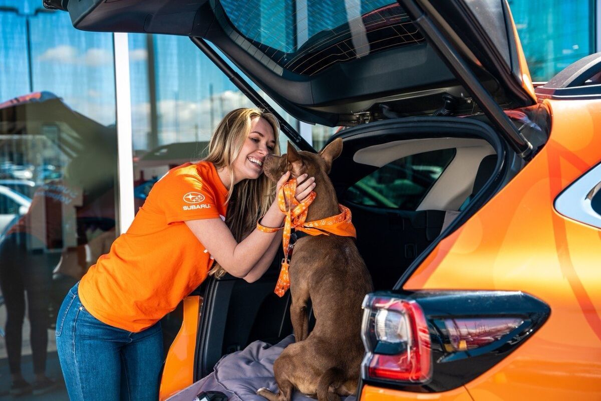 Pets Are Prompting People To Drive Instead Of Fly This Holiday Season
