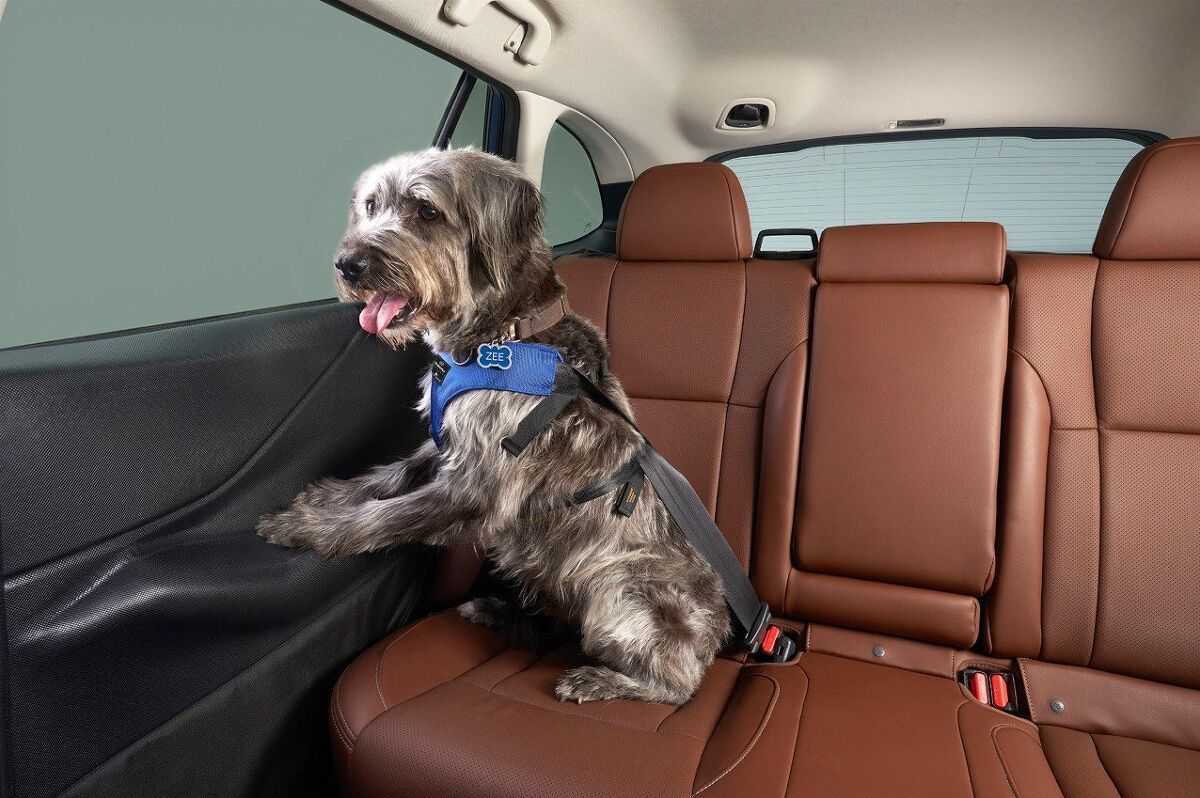 Pets Are Prompting People To Drive Instead Of Fly This Holiday Season